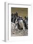 Gentoo Penguin Rookery. West Point Island. Falkland Islands.-Tom Norring-Framed Photographic Print