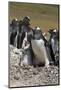 Gentoo Penguin Rookery. West Point Island. Falkland Islands.-Tom Norring-Mounted Photographic Print