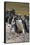 Gentoo Penguin Rookery. West Point Island. Falkland Islands.-Tom Norring-Framed Stretched Canvas