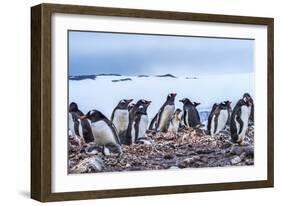 Gentoo Penguin rookery, Yankee Harbor, Greenwich Island, Antarctica.-William Perry-Framed Photographic Print