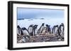 Gentoo Penguin rookery, Yankee Harbor, Greenwich Island, Antarctica.-William Perry-Framed Photographic Print