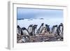 Gentoo Penguin rookery, Yankee Harbor, Greenwich Island, Antarctica.-William Perry-Framed Photographic Print