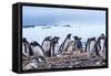 Gentoo Penguin rookery, Yankee Harbor, Greenwich Island, Antarctica.-William Perry-Framed Stretched Canvas