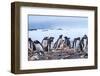 Gentoo Penguin rookery, Yankee Harbor, Greenwich Island, Antarctica.-William Perry-Framed Photographic Print