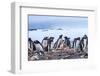 Gentoo Penguin rookery, Yankee Harbor, Greenwich Island, Antarctica.-William Perry-Framed Photographic Print