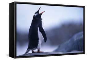 Gentoo Penguin Screeching-DLILLC-Framed Stretched Canvas