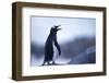 Gentoo Penguin Screeching-DLILLC-Framed Photographic Print