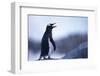 Gentoo Penguin Screeching-DLILLC-Framed Photographic Print