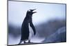 Gentoo Penguin Screeching-DLILLC-Mounted Photographic Print