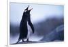 Gentoo Penguin Screeching-DLILLC-Framed Photographic Print