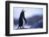 Gentoo Penguin Screeching-DLILLC-Framed Photographic Print