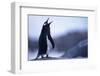 Gentoo Penguin Screeching-DLILLC-Framed Photographic Print