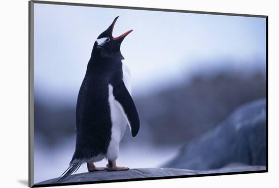 Gentoo Penguin Screeching-DLILLC-Mounted Photographic Print