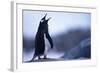 Gentoo Penguin Screeching-DLILLC-Framed Photographic Print