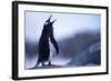 Gentoo Penguin Screeching-DLILLC-Framed Photographic Print