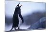 Gentoo Penguin Screeching-DLILLC-Mounted Photographic Print