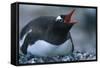 Gentoo Penguin Sitting on Nest-Paul Souders-Framed Stretched Canvas