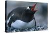 Gentoo Penguin Sitting on Nest-Paul Souders-Stretched Canvas