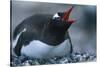 Gentoo Penguin Sitting on Nest-Paul Souders-Stretched Canvas