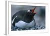 Gentoo Penguin Sitting on Nest-Paul Souders-Framed Photographic Print