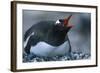 Gentoo Penguin Sitting on Nest-Paul Souders-Framed Photographic Print