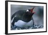 Gentoo Penguin Sitting on Nest-Paul Souders-Framed Photographic Print