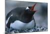 Gentoo Penguin Sitting on Nest-Paul Souders-Mounted Photographic Print