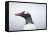 Gentoo Penguin standing along the shore, Cuverville Island, Antarctica-Paul Souders-Framed Stretched Canvas