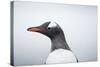 Gentoo Penguin standing along the shore, Cuverville Island, Antarctica-Paul Souders-Stretched Canvas