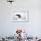 Gentoo Penguin standing along the shore, Cuverville Island, Antarctica-Paul Souders-Framed Photographic Print displayed on a wall