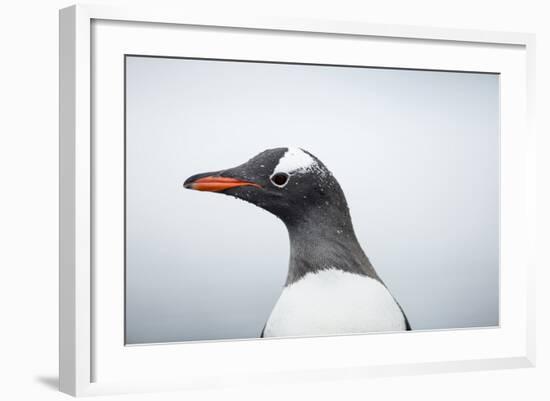 Gentoo Penguin standing along the shore, Cuverville Island, Antarctica-Paul Souders-Framed Photographic Print