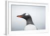 Gentoo Penguin standing along the shore, Cuverville Island, Antarctica-Paul Souders-Framed Photographic Print