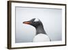 Gentoo Penguin standing along the shore, Cuverville Island, Antarctica-Paul Souders-Framed Photographic Print