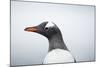 Gentoo Penguin standing along the shore, Cuverville Island, Antarctica-Paul Souders-Mounted Photographic Print