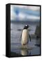 Gentoo Penguin Standing in Water-DLILLC-Framed Stretched Canvas