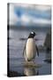 Gentoo Penguin Standing in Water-DLILLC-Stretched Canvas