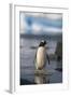 Gentoo Penguin Standing in Water-DLILLC-Framed Photographic Print