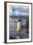 Gentoo Penguin Standing in Water-DLILLC-Framed Photographic Print