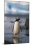 Gentoo Penguin Standing in Water-DLILLC-Mounted Photographic Print