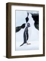 Gentoo Penguin standing on iceberg along Cuverville Island, Antarctica-Paul Souders-Framed Photographic Print