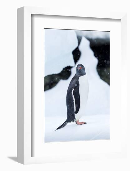 Gentoo Penguin standing on iceberg along Cuverville Island, Antarctica-Paul Souders-Framed Photographic Print