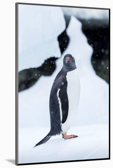 Gentoo Penguin standing on iceberg along Cuverville Island, Antarctica-Paul Souders-Mounted Photographic Print