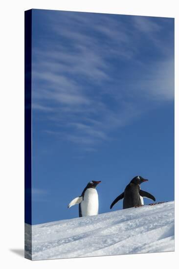 Gentoo Penguin standing on snow slope along Wilhelmina Bay, Antarctica-Paul Souders-Stretched Canvas