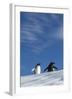 Gentoo Penguin standing on snow slope along Wilhelmina Bay, Antarctica-Paul Souders-Framed Photographic Print