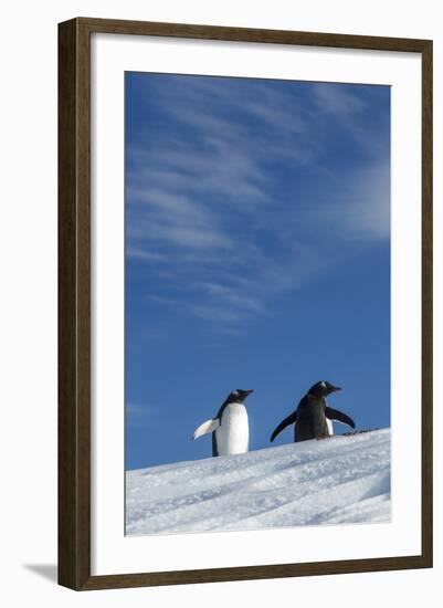 Gentoo Penguin standing on snow slope along Wilhelmina Bay, Antarctica-Paul Souders-Framed Photographic Print