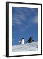 Gentoo Penguin standing on snow slope along Wilhelmina Bay, Antarctica-Paul Souders-Framed Photographic Print