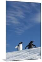 Gentoo Penguin standing on snow slope along Wilhelmina Bay, Antarctica-Paul Souders-Mounted Photographic Print