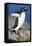 Gentoo Penguin Stretching Wings-Paul Souders-Framed Stretched Canvas