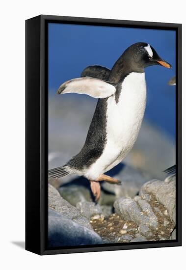 Gentoo Penguin Stretching Wings-Paul Souders-Framed Stretched Canvas