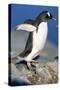 Gentoo Penguin Stretching Wings-Paul Souders-Stretched Canvas